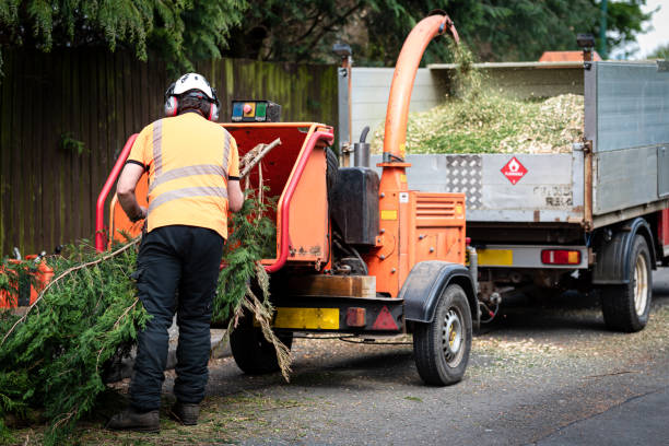 Best Residential Tree Removal  in USA